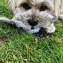 dog, grass, sock, close_up, pet, outdoor, animal, cute, fluffy, playing, mouth, fur, nature, lying_down, texture, expression, adorable, brown_eyes, soft_light, nostalgia