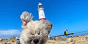 Mabel is registered to the contest to win money with this photo: dog, fluffy, harness, leopard_print, rocky_ground, lighthouse, blue_sky, sunny, outdoor, pet, nature, cute, small_dog, animal, leash, ear_flipped, resting, daytime, people_in_background, coast
