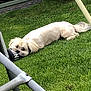 dog, grass, outdoor, pet, white_dog, lying_down, relaxed, garden, bicycle_wheel, metal_pole, black_object, daylight, fur, animal, backyard, resting, leisure, nature, summer, canine