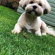 Mabel joined the competition — help win amazing prizes! dog, grass, outdoor, pet, animal, fur, groomed, cute, backyard, nature, resting, greenery, wooden_fence, shed, small_dog, canine, mammal, domestic_animal, portrait, daylight