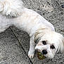 dog, white_dog, small_dog, pet, ball, mossy_ball, pavement, stone, outdoor, cute, fluffy, groomed, animal, playing, looking_up, ears, tail, fur, companion, friendly