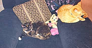 Prince is registered to the contest to win money with this photo: animal, armchair, blanket, cat, cozy, cushion, cute, domestic, floor, furniture, home, indoor, living_room, minnie_mouse, orange_tabby_cat, pet, plush_toy, relaxing, resting, tortoiseshell_cat
