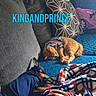 Prince joined the competition — help win amazing prizes! animal, blanket, blue_sweater, cat, couch, cozy, dog, furniture, indoor, living_room, nap, orange_cat, patterned_pillow, pet_clothing, pillow, relaxing, resting, sleeping, small_dog, text_overlay