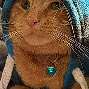 Prince joined the competition — help win amazing prizes! cat, ginger_cat, close_up, whiskers, hoodie, hood, bell, collar, pet, domestic_cat, fur, portrait, green_eyes, pink_nose, cozy, feline, indoor, accessory, cute, orange_fur