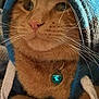 cat, ginger_cat, close_up, whiskers, hoodie, hood, bell, collar, pet, domestic_cat, fur, portrait, green_eyes, pink_nose, cozy, feline, indoor, accessory, cute, orange_fur