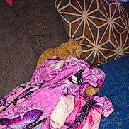 Prince joined the competition — help win amazing prizes! cat, orange_cat, blanket, pink, purple, butterfly_pattern, couch, pillow, geometric_pattern, cozy, indoor, pet, feline, resting, relaxed, fur, animal, home, comfort, snuggling