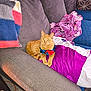 cat, orange_tabby, bow_tie, couch, blanket, purple_blanket, gray_couch, knitted_blanket, striped_blanket, indoor, pet, feline, relaxed, cozy, fur, whiskers, paw, looking_at_camera, domestic_animal, living_room