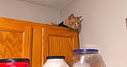 Prince is registered to the contest to win money with this photo: cabinet, cat, ceiling, collar, container, curious, domestic_animal, feline, food_storage, indoor, jar, kitchen, lid, milk_jug, orange_cat, pet, snack, table, wall, wood