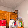 Prince is registered to the contest to win money with this photo: cat, orange_cat, kitchen, cabinet, container, jar, milk_jug, food_storage, curious, pet, indoor, wall, ceiling, wood, lid, table, snack, domestic_animal, feline, collar