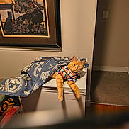 Prince joined the competition — help win amazing prizes! appliance, blanket, carpet, cat, colorful_shirt, cozy, decor, feline, framed_artwork, home, indoor, insignia, lounging, orange_tabby, painting, pet, relaxed, table, wall, wood_floor