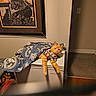 appliance, blanket, carpet, cat, colorful_shirt, cozy, decor, feline, framed_artwork, home, indoor, insignia, lounging, orange_tabby, painting, pet, relaxed, table, wall, wood_floor
