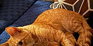 Prince joined the competition — help win amazing prizes! cat, ginger_cat, pet, feline, couch, blue_couch, pillow, geometric_pattern, indoor, relaxed, whiskers, fur, animal, domestic_animal, resting, curious, home, cozy, furniture, orange_cat