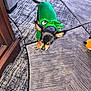 dog, small_dog, costume, green_clothing, carpet, indoor, pet, animal, furniture, plush_toy, black_dog, brown_paws, ears, floor, home, cute, pet_clothing, looking_down, toy, decor