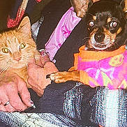 King is registered to the contest to win money with this photo: animal, cat, closeup, colorful_clothing, cozy, cuddle, cute, dog, furry, hand, indoor, looking_at_camera, orange_cat, person, pet, seated, small_dog, striped_clothing, sweater, warm_lighting