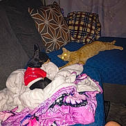 King is registered to the contest to win money with this photo: dog, cat, blanket, couch, pillow, red_sweater, orange_cat, stretching, cozy, indoor, furniture, pet, animal, resting, home, fabric, pattern, sleepy, relaxed, comfort