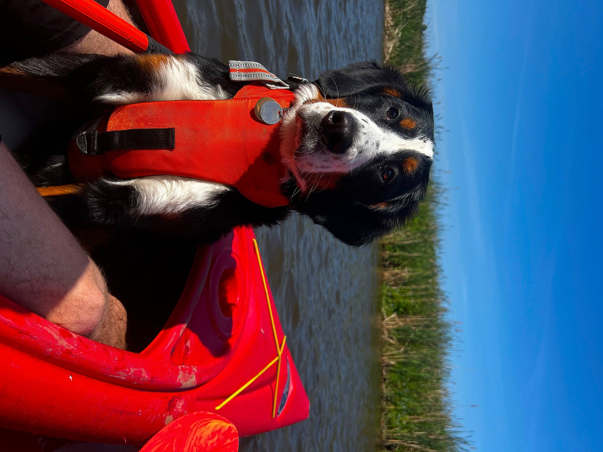 Opal is registered to the contest to win money with this photo: canidae, carnivore, collar, companion_dog, dog, dog_breed, dog_clothes, dog_collar, dog_supply, fawn, leash, personal_protective_equipment, pet_supply, recreation, sky, snout, sporting_group, vehicle, whiskers, working_animal