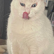 Bounty a rejoint le concours — aidez-le/la à gagner de superbes lots ! cat, white_cat, blue_eyes, licking, tongue_out, pet, indoor, table, plate, food_crumbs, fur, whiskers, domestic_animal, cute, animal, feline, close_up, sitting, looking_down, household
