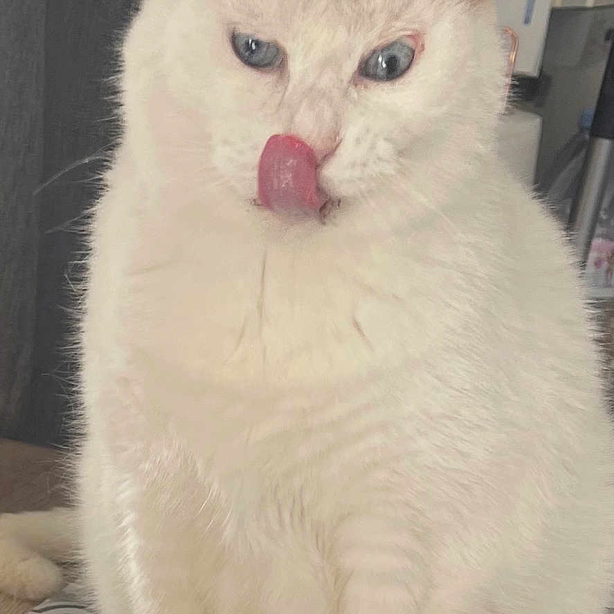 Bounty a rejoint le concours — aidez-le/la à gagner de superbes lots ! animal, blue_eyes, cat, close_up, cute, domestic_animal, feline, food_crumbs, fur, household, indoor, licking, looking_down, pet, plate, sitting, table, tongue_out, whiskers, white_cat