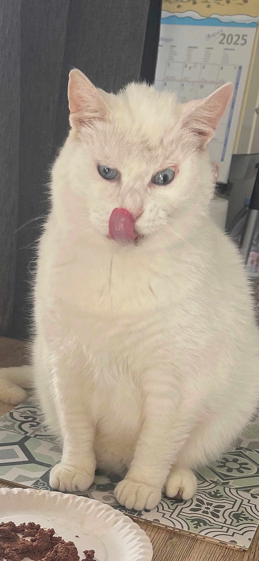 Bounty a rejoint le concours — aidez-le/la à gagner de superbes lots ! cat, white_cat, blue_eyes, licking, tongue_out, pet, indoor, table, plate, food_crumbs, fur, whiskers, domestic_animal, cute, animal, feline, close_up, sitting, looking_down, household