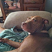 Sugar is registered to the contest to win money with this photo: dog, brown_dog, pet, relaxed, couch, blanket, furniture, indoor, home, cabinet, wooden_cabinet, ceramics, glassware, curious, looking_back, cozy, domestic, animal, companion, collar