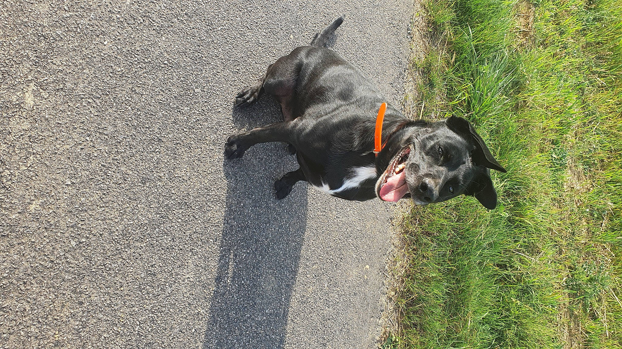 Coré participe au concours pour gagner de l'argent avec cette photo : asphalt, canidae, carnivore, collar, companion_dog, concrete, dog, dog_breed, dog_collar, fawn, grass, guard_dog, gun_dog, leash, plant, road_surface, snout, tail, tar, working_animal