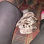 animal, black_pants, blur, casual, couch, cozy, dog, domestic, fabric, furniture, home, indoor, leg, pattern, pet, plaid_couch, relaxation, resting, socks, spotted_dog