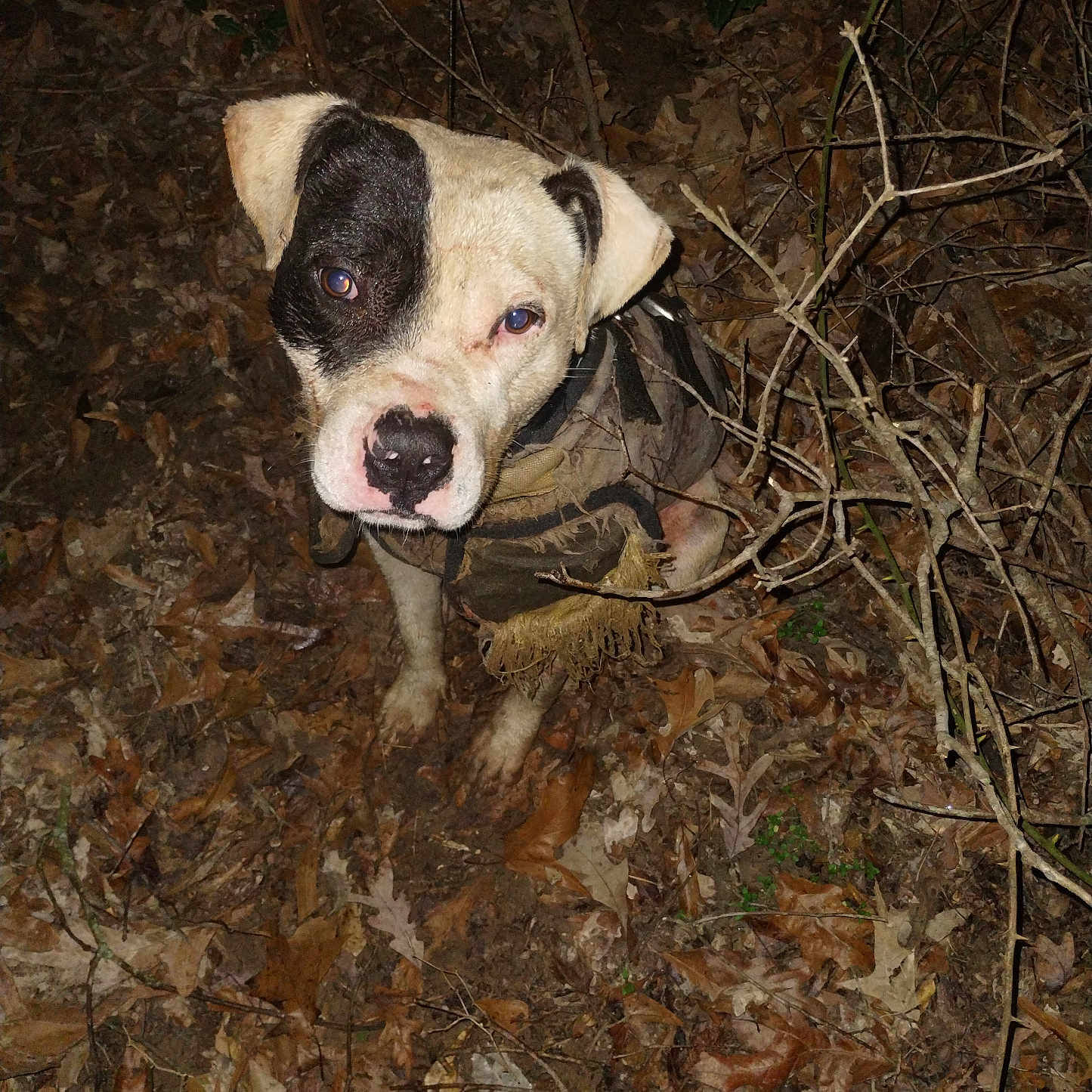 Pluto joined the competition — help win amazing prizes! animal, black_patch, brown, canine, curious, dog, eyes, forest, ground, jacket, leaves, muddy, nature, night, outdoor, pet, sitting, twigs, white, wild