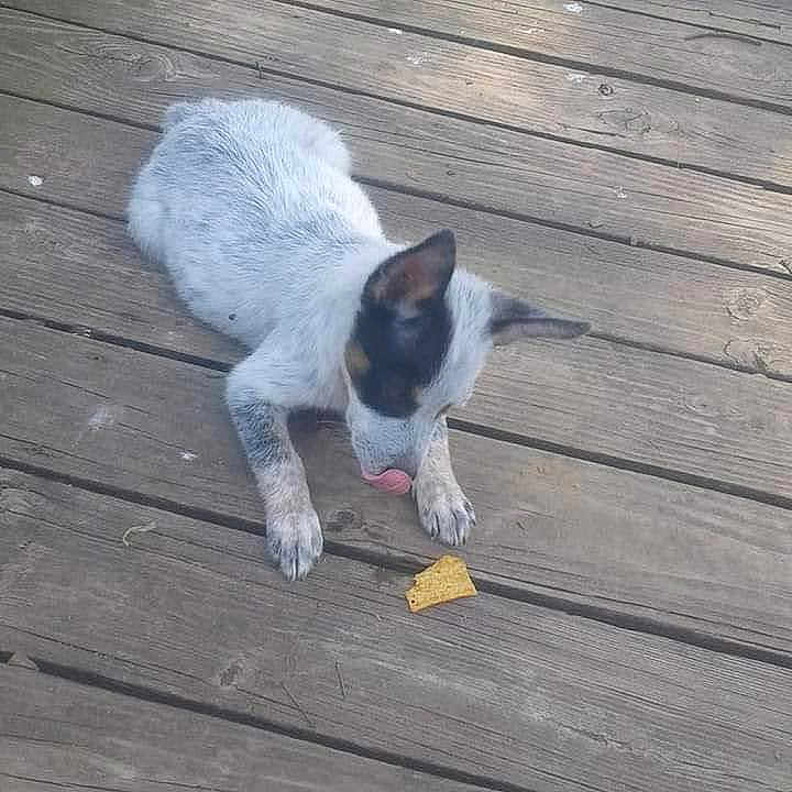Peekieboo is registered to the contest to win money with this photo: animal, black_and_white, canine, curious, cute, daylight, dog, food, fur, licking_lips, nature, outdoor, pet, puppy, small, snack, tongue, waiting, wooden_deck, young