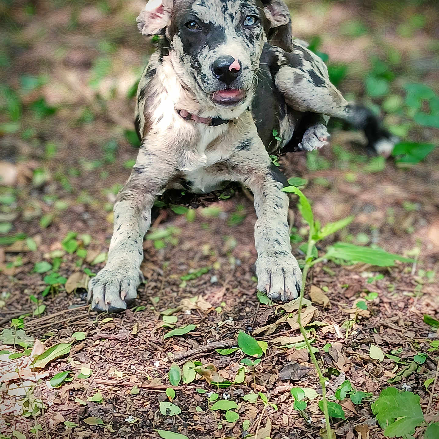 Dixie is registered to the contest to win money with this photo: animal, blue_eye, canine, curious, dog, ears, forest_floor, greenery, leafy_ground, lying_down, nature, outdoor, pet, pink_nose, puppy, snout, speckled_fur, sunlight, tongue, young_dog
