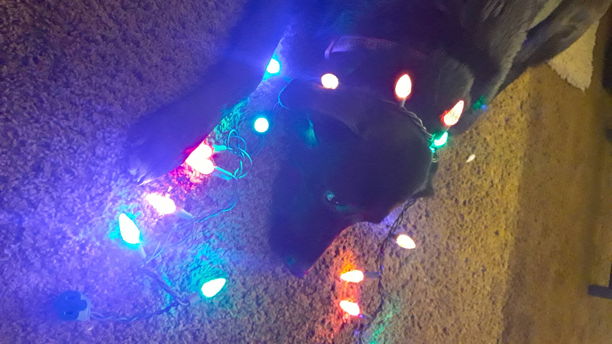 Faith joined the competition — help win amazing prizes! automotive_lighting, christmas_decoration, darkness, electric_blue, entertainment, event, fun, gas, headlamp, interior_design, light_fixture, magenta, night, tree, visual_effect_lighting, water