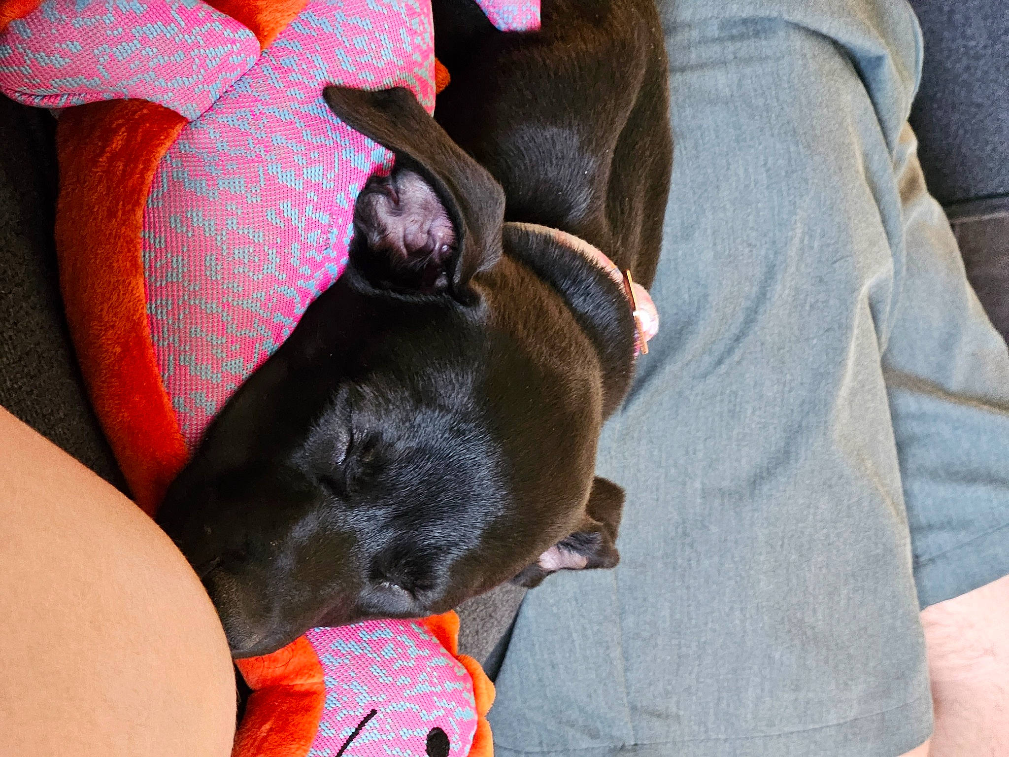 Grace is registered to the contest to win money with this photo: ball, carmine, carnivore, collar, comfort, companion_dog, dog, dog_breed, dog_supply, ear, fawn, fur, gesture, guard_dog, linens, nap, sleeve, toy_dog, whiskers, working_animal