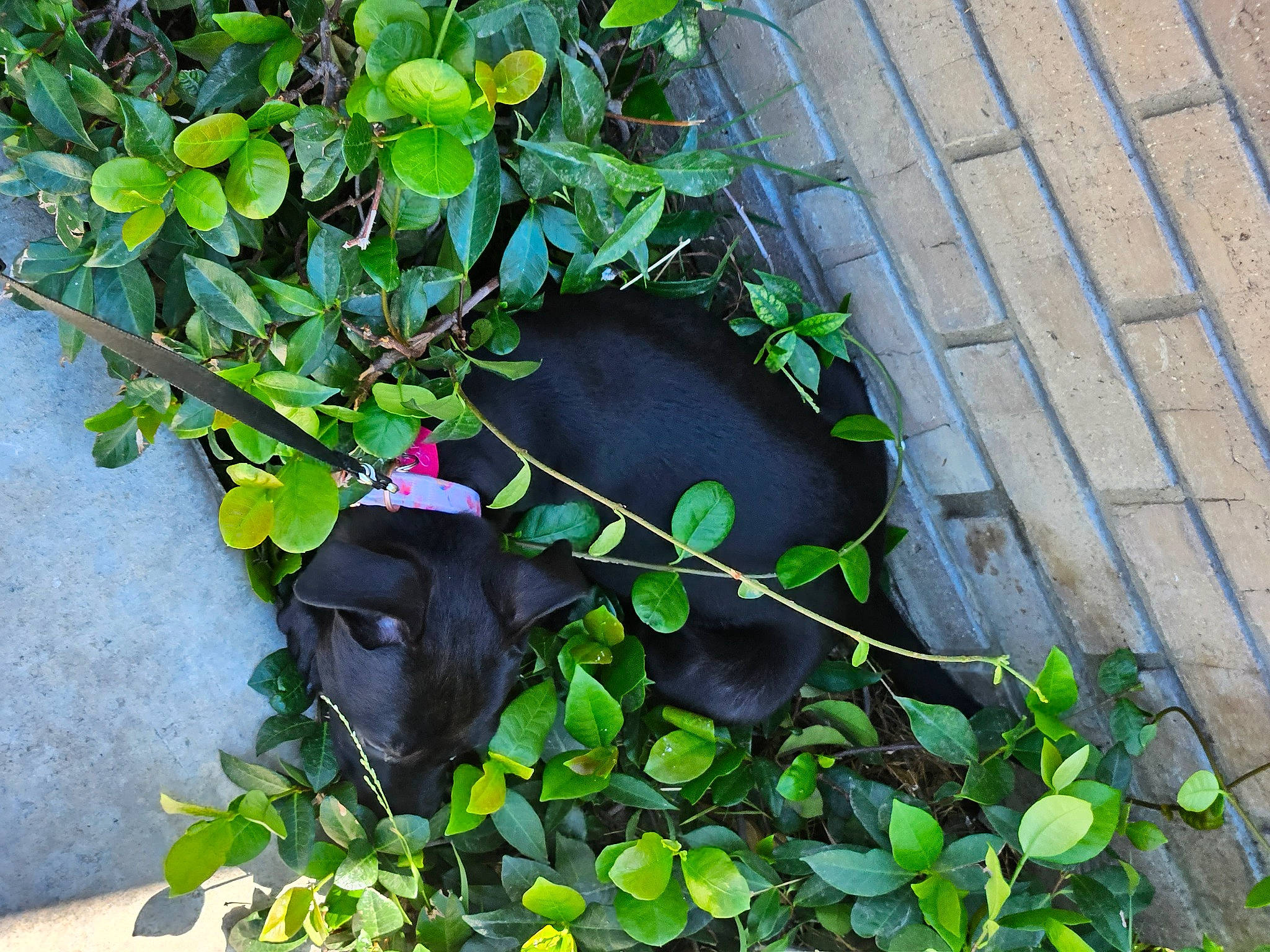 Grace joined the competition — help win amazing prizes! annual_plant, cat, felidae, flower, flowering_plant, flowerpot, fruit, grass, green, groundcover, herb, herbaceous_plant, houseplant, plant, russian_blue, shrub, subshrub, tail, tree, window