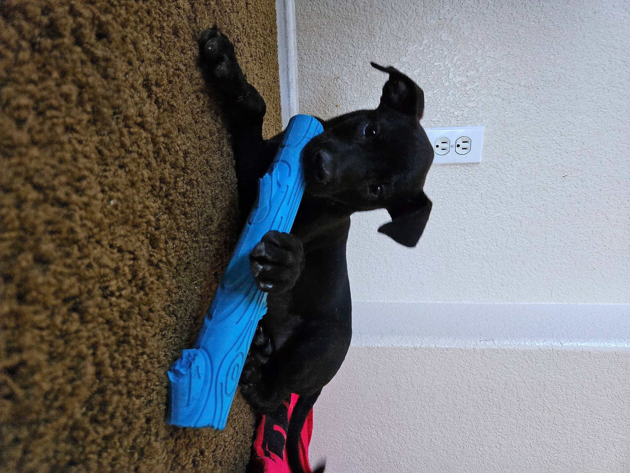 Grace is registered to the contest to win money with this photo: adventure, art, azure, canidae, carmine, costume, dog_breed, electric_blue, felidae, fictional_character, leash, plastic, recreation, rope, sculpture, shadow, snout, tail, toy, visual_arts