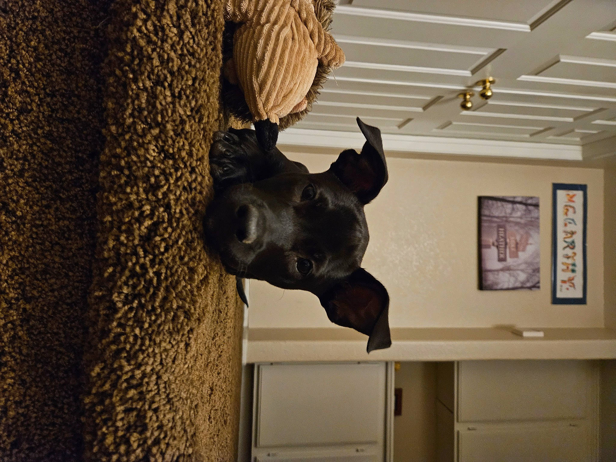 Grace is registered to the contest to win money with this photo: art, bronze_sculpture, carnivore, ceiling, dog, dog_breed, fawn, flooring, house, interior_design, picture_frame, room, sculpture, snout, statue, tints_and_shades, visual_arts, window, wood, working_animal