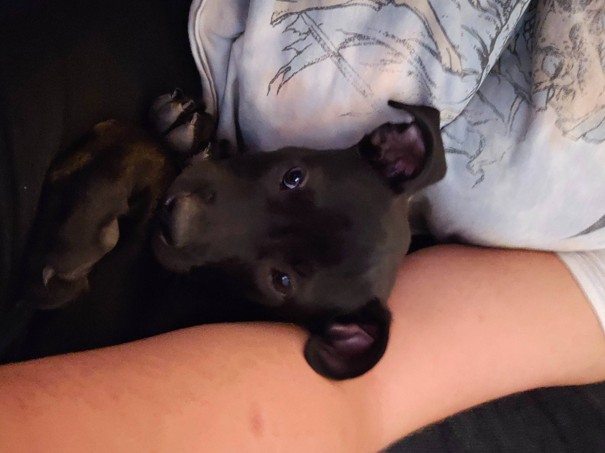 Grace joined the competition — help win amazing prizes! canidae, carnivore, chest, comfort, companion_dog, dog, dog_breed, ear, elbow, fawn, finger, fur, gesture, jaw, muscle, neck, snout, sporting_group, working_animal, wrist