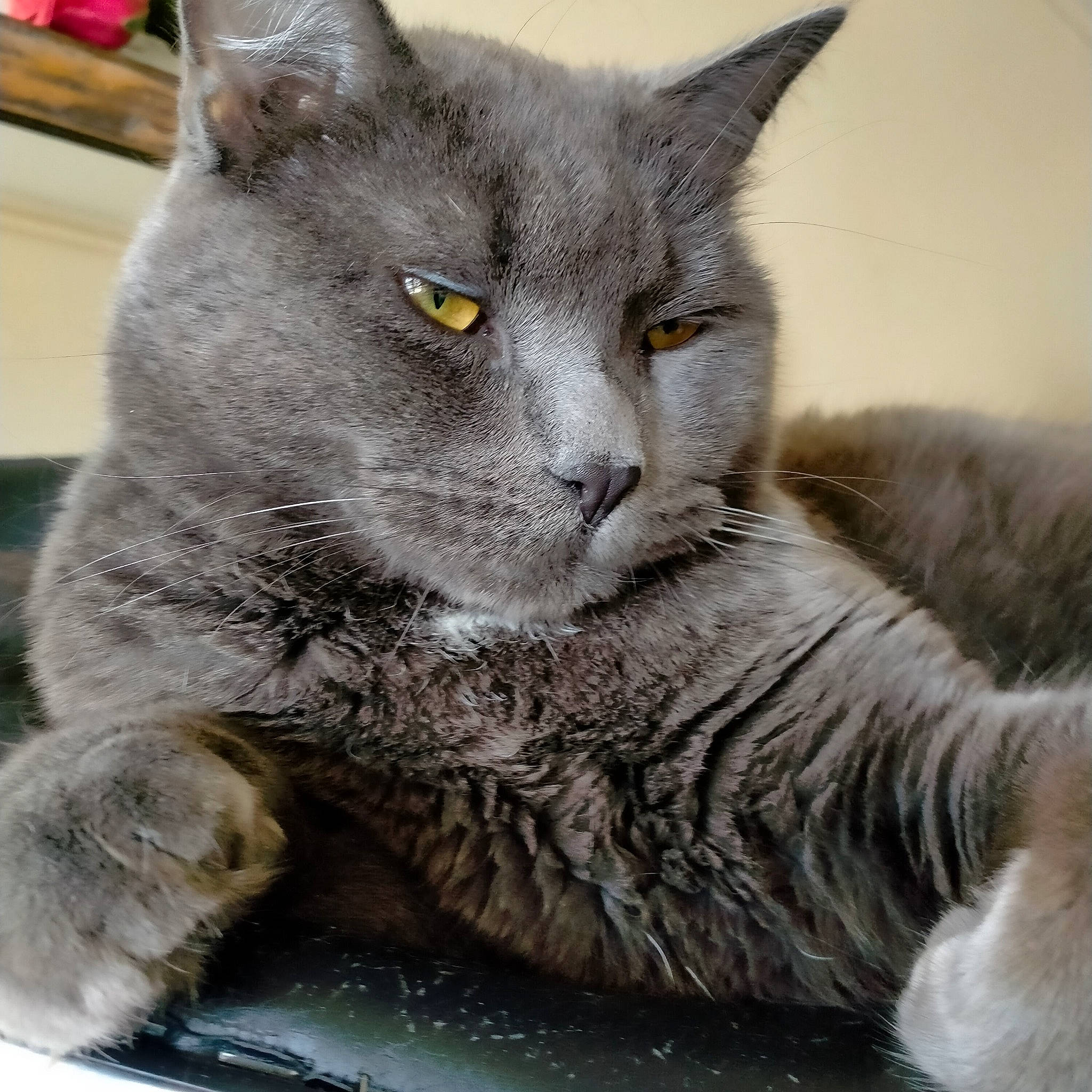 Réglisse a rejoint le concours — aidez-le/la à gagner de superbes lots ! carnivore, cat, claw, domestic_short_haired_cat, eye, felidae, fur, grey, russian_blue, sitting, small_to_medium_sized_cats, snout, tail, terrestrial_animal, whiskers, wildlife