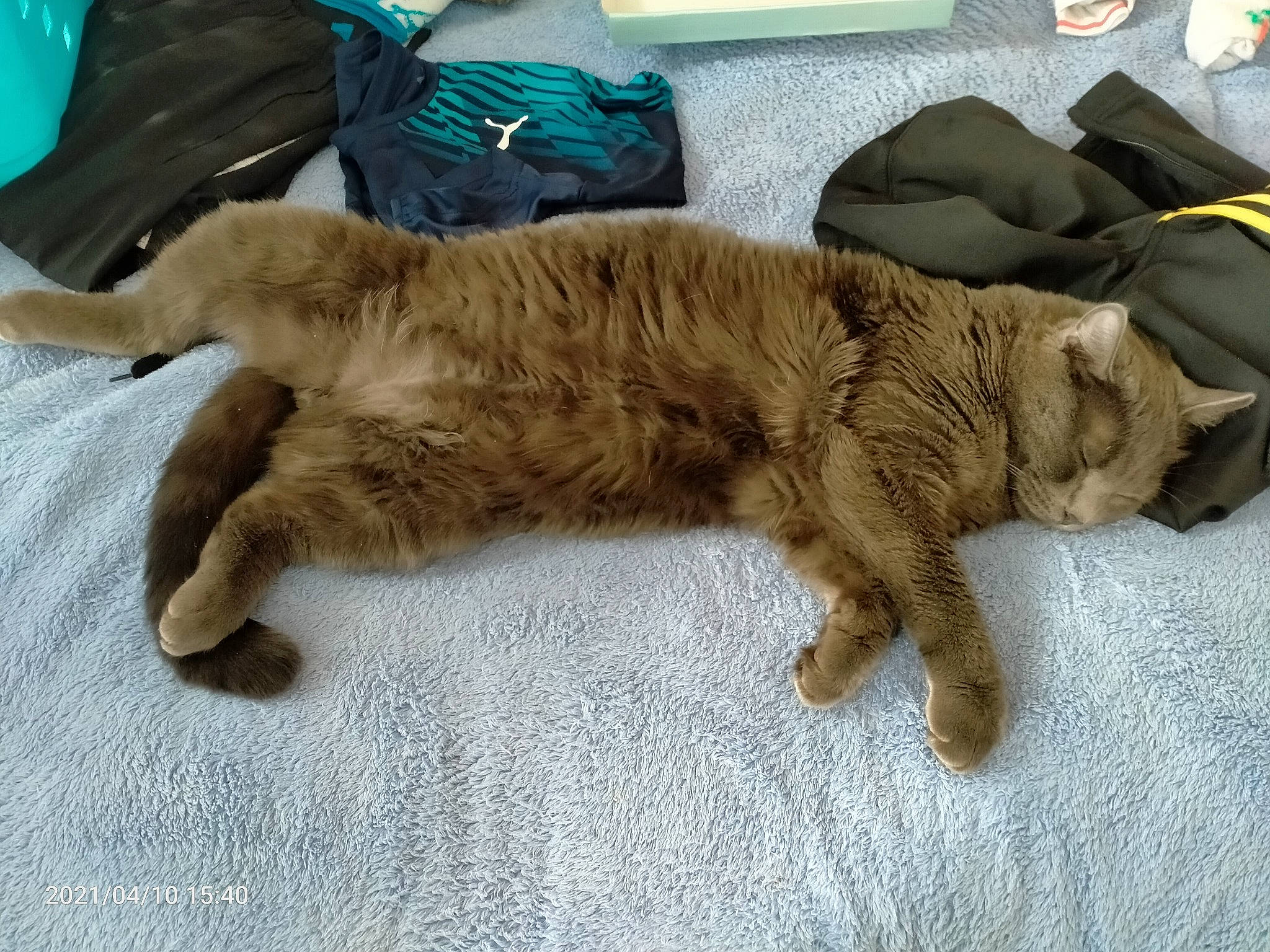 Réglisse participe au concours pour gagner de l'argent avec cette photo : canidae, carnivore, cat, claw, comfort, companion_dog, dog_breed, fawn, felidae, fur, liver, nap, paw, small_to_medium_sized_cats, sporting_group, tail, terrestrial_animal, whiskers, wood, working_animal