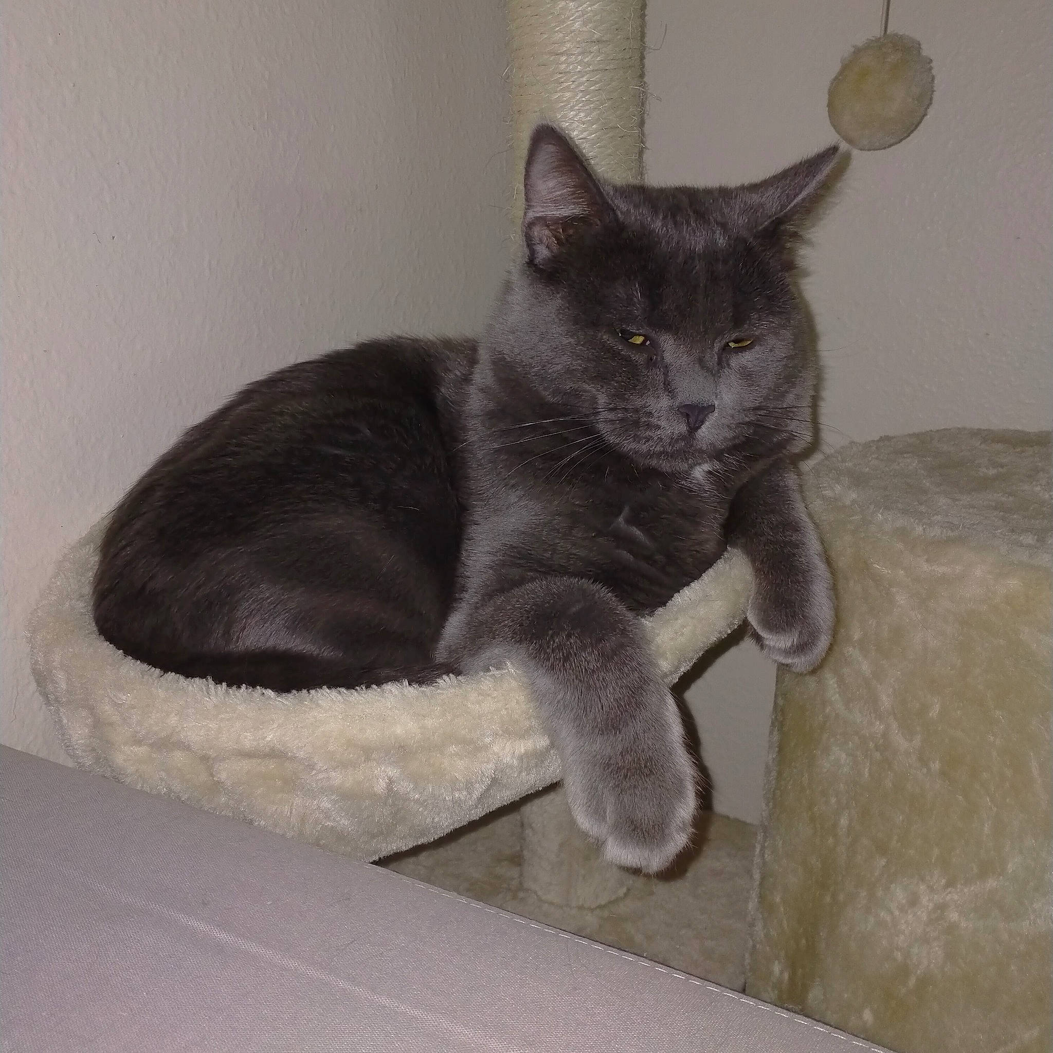 Réglisse participe au concours pour gagner de l'argent avec cette photo : black_cat, carnivore, cat, cat_supply, chartreux, claw, comfort, domestic_short_haired_cat, felidae, fur, grey, paw, russian_blue, small_to_medium_sized_cats, snout, tail, terrestrial_animal, whiskers