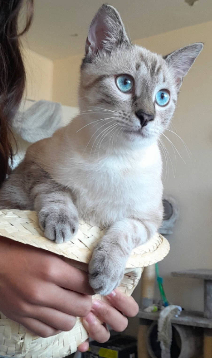 Tinay a rejoint le concours — aidez-le/la à gagner de superbes lots ! carnivore, cat, cat_supply, claw, comfort, domestic_short_haired_cat, fawn, felidae, fur, gesture, nail, paw, photo_caption, small_to_medium_sized_cats, snout, tail, thai, tonkinese, whiskers, window