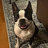 dog, boston_terrier, smiling, pet, indoor, carpet, wooden_floor, furniture, ears, face, animal, cute, happy, tongue, sitting, looking_up, domestic, companion, friendly, canine