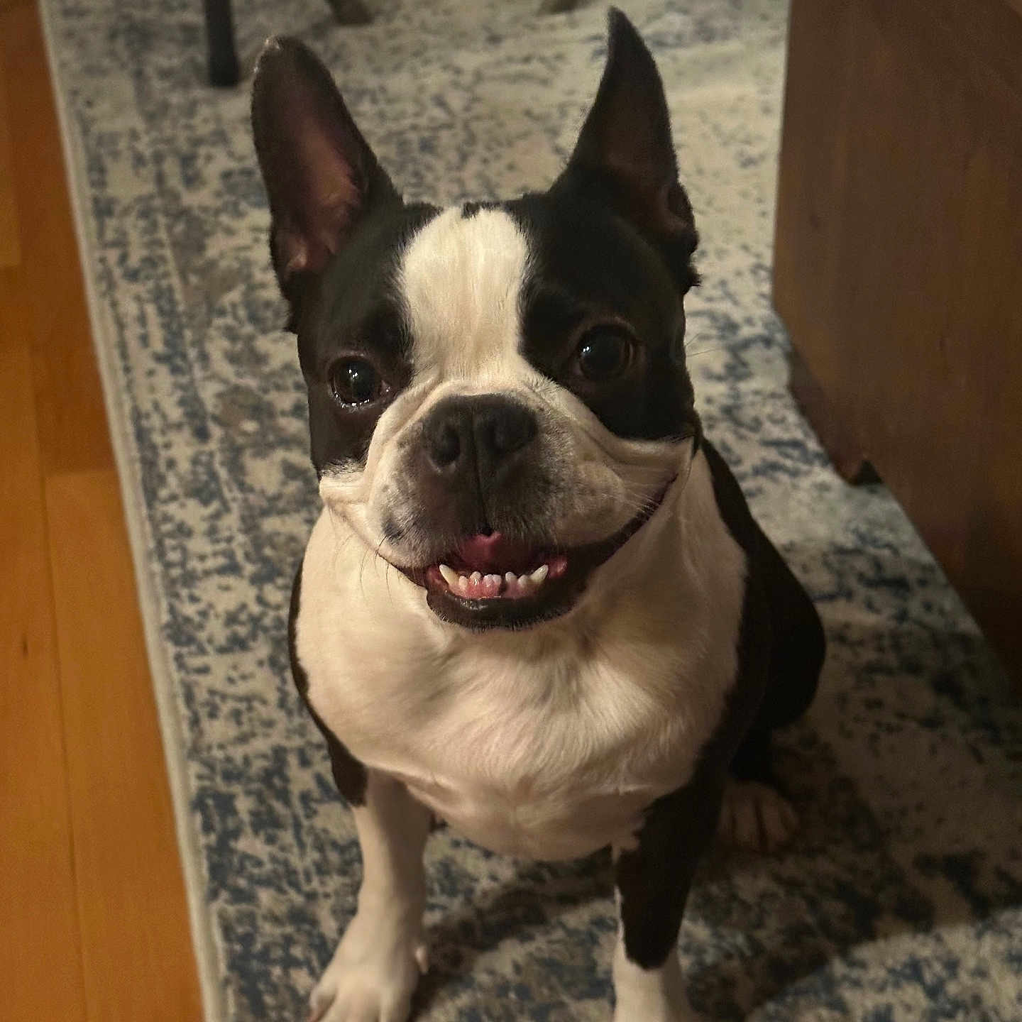 Floki joined the competition — help win amazing prizes! dog, boston_terrier, smiling, pet, indoor, carpet, wooden_floor, furniture, ears, face, animal, cute, happy, tongue, sitting, looking_up, domestic, companion, friendly, canine