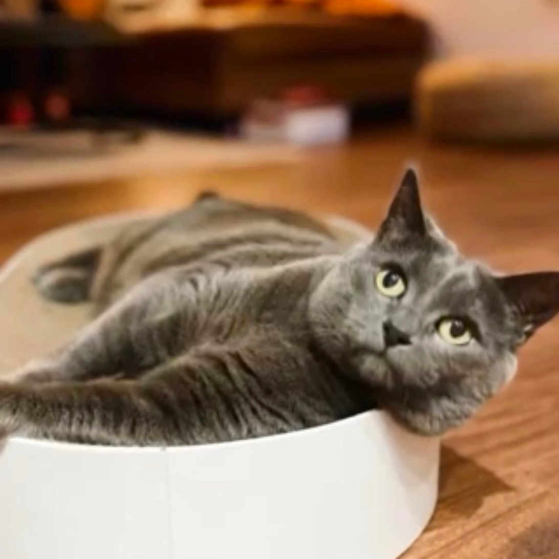 Natasha And Ciri joined the competition — help win amazing prizes! animal, canine, cat, dog, dogbed, egyptiancat, kitten, pet