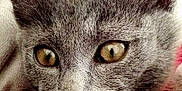 Falko participe au concours pour gagner de l'argent avec cette photo :