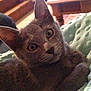 Falko participe au concours pour gagner de l'argent avec cette photo :