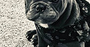 Little Bit Hagans joined the competition — help win amazing prizes! animal, black_and_white, carpet, close_up, clothing, curious, cute, dog, domestic_animal, ears, french_bulldog, indoor, looking_at_camera, mammal, patterned_shirt, pet, portrait, puppy, sitting, young