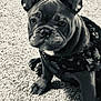 dog, french_bulldog, puppy, carpet, pet, animal, close_up, black_and_white, ears, cute, indoor, young, portrait, curious, sitting, clothing, patterned_shirt, looking_at_camera, mammal, domestic_animal