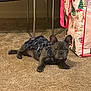 french_bulldog, puppy, dog, carpet, clothing, indoor, pet, cute, small_dog, animal, resting, brown_carpet, chair, shopping_bag, festive, ears, face, floor, domestic_animal, companion
