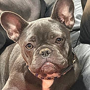 Little Bit Hagans is registered to the contest to win money with this photo: animal, canine, close_up, collar, companion, cute, dog, domestic_animal, ears, expression, face, french_bulldog, fur, indoor, leather_couch, looking, pet, portrait, seated, snout
