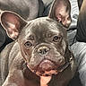 animal, canine, close_up, collar, companion, cute, dog, domestic_animal, ears, expression, face, french_bulldog, fur, indoor, leather_couch, looking, pet, portrait, seated, snout