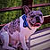 Bandit Lee Hagans